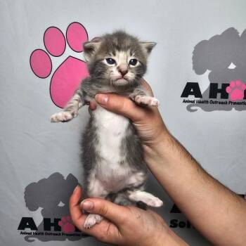 American Shorthair and Domestic Short Hair Cats Available for Adoption in Milton, Florida - Boone | PetCurious