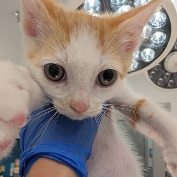 Ireland -  Domestic Short Hair Cat for Adoption in Winston-salem, North Carolina - Ireland | PetCurious