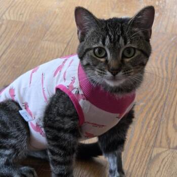 Squash -  Tabby and Domestic Short Hair Cat for Adoption in Farmington, Minnesota - Squash | PetCurious