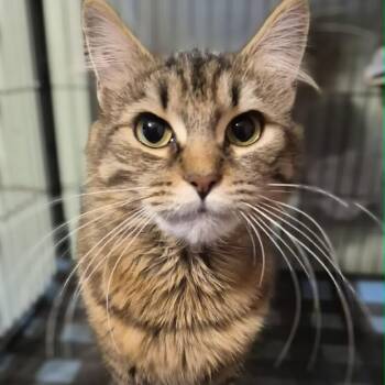 Bonnie - Affectionate & Cuddly -  Domestic Medium Hair Cat for Adoption in Hamilton, Ontario - Bonnie - Affectionate & Cuddly | PetCurious