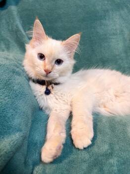 Domestic Long Hair Cats Available for Adoption - Marie | PetCurious