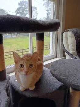 Domestic Short Hair Cats Available for Adoption in Hardeeville, South Carolina - Dorothy | PetCurious