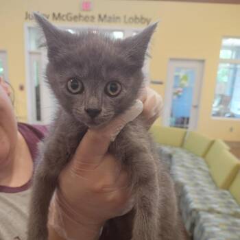 Wanda -  Domestic Short Hair Cat for Adoption in Lynchburg, Virginia - Wanda | PetCurious