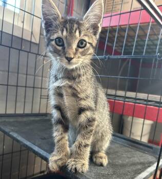 Scout -  Domestic Medium Hair Cat for Adoption in Gainesville, Texas - Scout | PetCurious