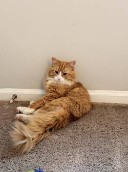 Tabby Cats Available for Adoption in Richmond, Virginia - Otis  | PetCurious