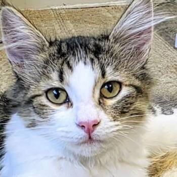 Taz -  Domestic Short Hair Cat for Adoption in Larkfield-wikiup, California - Taz | PetCurious