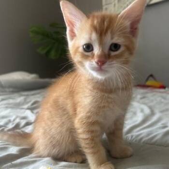 Domestic Short Hair Cats Available for Adoption - Kip 0326 DW | PetCurious