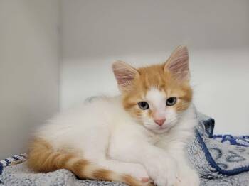 ARTHUR -  Domestic Short Hair Cat for Adoption in Delson, Quebec - ARTHUR | PetCurious