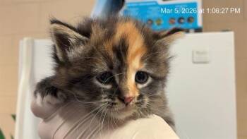 Domestic Medium Hair Cats Available for Adoption - BULLIE | PetCurious