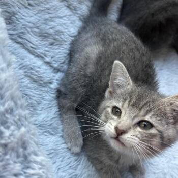 Ruthie -  Domestic Short Hair Cat Available for Adoption in La Grange, Kentucky - Ruthie | PetCurious