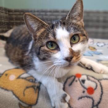 Rescue Domestic Short Hair Cats for Adoption in Attica, New York - Lily | PetCurious