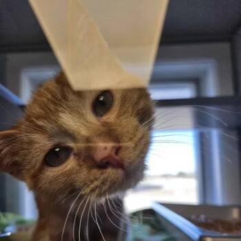 Rescue Domestic Short Hair Cats for Adoption in Mount Pleasant, Iowa - Koi | PetCurious