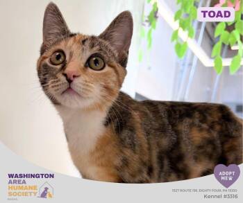 Toad -  Domestic Short Hair Cat for Adoption in Eighty Four, Pennsylvania - Toad | PetCurious