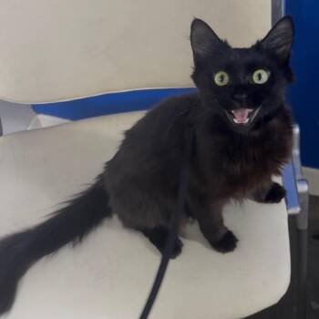 Spring -  Domestic Short Hair Cat for Adoption in Los Angeles, California - Spring | PetCurious