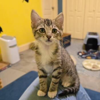 Fibula -  Domestic Short Hair Cat for Adoption in Brownsboro, Alabama - Fibula | PetCurious