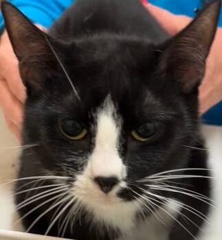 Rescue Domestic Short Hair Cats for Adoption in Elizabethton, Tennessee - YASMIN | PetCurious