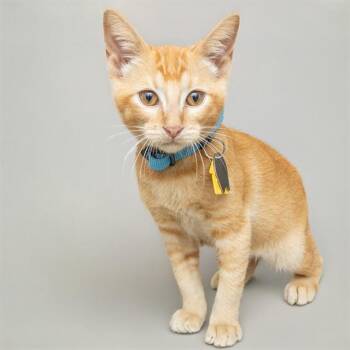 BISCUTT -  Domestic Short Hair Cat for Adoption in St. Louis, Missouri - BISCUTT | PetCurious
