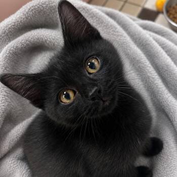 Uber -  Domestic Short Hair Cat for Adoption in Farmington, Minnesota - Uber | PetCurious