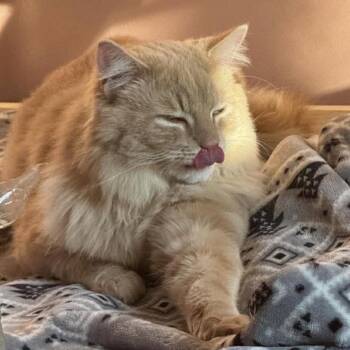 Domestic Long Hair Cats Available for Adoption in Ashland, Virginia - Chase | PetCurious