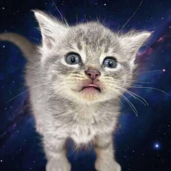 Rescue Domestic Short Hair and Tabby Cats for Adoption in Greensboro, North Carolina - Jar-Jar | PetCurious