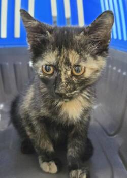 Lulling -  Domestic Short Hair Cat for Adoption in West Memphis, Arkansas - Lulling | PetCurious