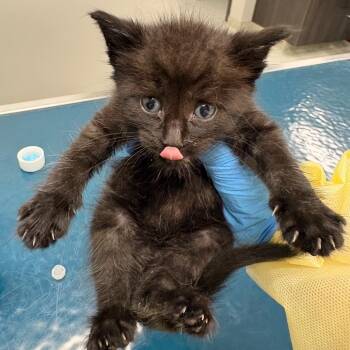 Eclipse -  Domestic Short Hair Cat for Adoption in Oak Park, Illinois - Eclipse | PetCurious