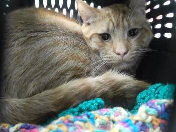 SCOTTIE -  Domestic Short Hair Cat for Adoption in Omaha, Nebraska - SCOTTIE | PetCurious