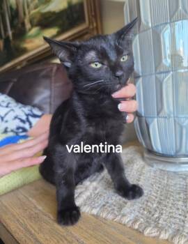 Valentina -  Domestic Short Hair Cat for Adoption in San Antonio, Texas - Valentina | PetCurious
