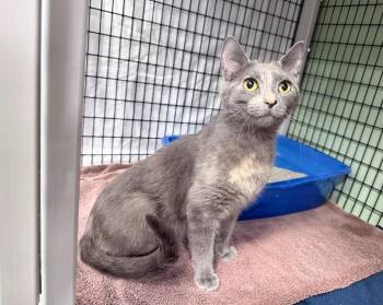 Baby Carrot -  Domestic Short Hair Cat for Adoption in Raleigh, North Carolina - Baby Carrot | PetCurious