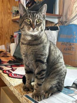 Tigger -  Domestic Short Hair Cat Available for Adoption in Peru, New York - Tigger | PetCurious