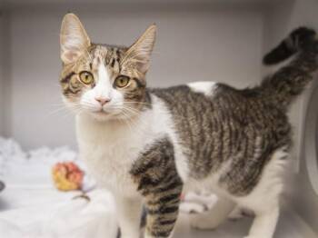 BART -  Domestic Short Hair Cat for Adoption in Phoenix, Arizona - BART | PetCurious