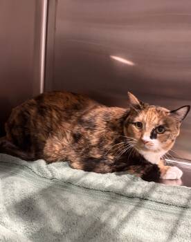 Missy -  Domestic Short Hair Cat for Adoption in Mesquite, Nevada - Missy | PetCurious