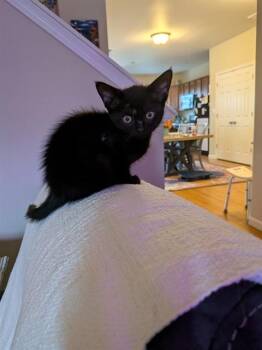 JAVA -  Domestic Short Hair Cat for Adoption in Fort Walton Beach, Florida - JAVA | PetCurious