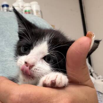 Domestic Medium Hair Cats Available for Adoption in Lake Jackson, Texas - Kippy | PetCurious