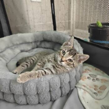 KIWI -  Domestic Short Hair Cat for Adoption in Charlotte, North Carolina - KIWI | PetCurious