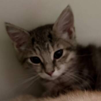 Becky -  Domestic Short Hair Cat for Adoption in Fairport, New York - Becky | PetCurious
