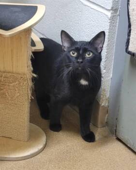 MISO -  Domestic Short Hair Cat Available for Adoption in St. Peters, Missouri - MISO | PetCurious