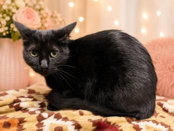 Alfalfa -  Domestic Short Hair Cat Available for Adoption in Corpus Christi, Texas - Alfalfa | PetCurious