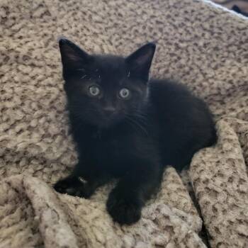 Domestic Medium Hair Cats Available for Adoption in West Des Moines, Iowa - Evermore | PetCurious