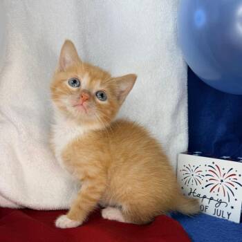 Karen -  Domestic Short Hair Cat for Adoption in Mount Vernon, Illinois - Karen | PetCurious