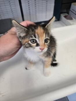 Artemis -  Domestic Short Hair Cat for Adoption in Salt Lake City, Utah - Artemis | PetCurious