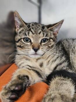 Charlie -  Domestic Short Hair Cat for Adoption in Pomona, New York - Charlie | PetCurious