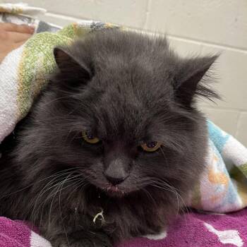 Domestic Long Hair Cats Available for Adoption in Murray, Utah - Chino | PetCurious