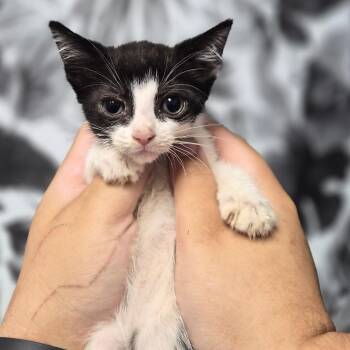 Ramen -  Domestic Short Hair Cat for Adoption in Wahiawa, Hawaii - Ramen | PetCurious