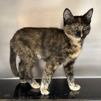 Darlin -  Domestic Short Hair Cat for Adoption in St. Louis, Missouri - Darlin | PetCurious