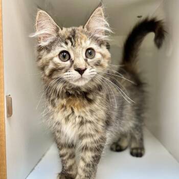 Snickers -  Domestic Medium Hair Cat for Adoption in Champaign, Illinois - Snickers | PetCurious