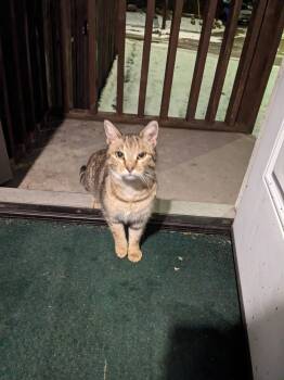 Tabby Cats Available for Adoption - Xena | PetCurious