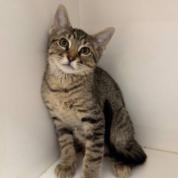 Jake -  Domestic Short Hair Cat for Adoption in Stillwater, Oklahoma - Jake | PetCurious