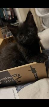 Boo -  Domestic Medium Hair Cat for Adoption in Mokena, Illinois - Boo | PetCurious