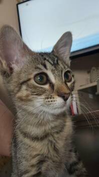 Ruby Rue -  Domestic Short Hair Cat for Adoption in Mansfield, Texas - Ruby Rue | PetCurious